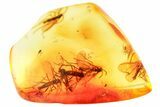 Fossil Dark-Winged Fungus Gnat Swarm (Sciaridae) In Baltic Amber #357911-1